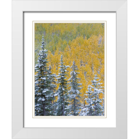 Colorado, Grand Mesa Early snowfall on forest White Modern Wood Framed Art Print with Double Matting by Paulson, Don