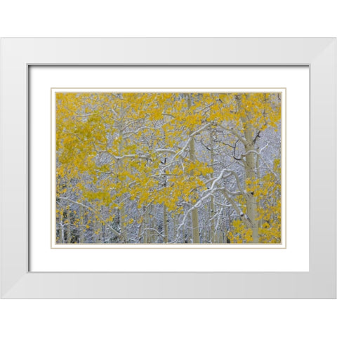 Colorado, Grand Mesa Early snow on aspen trees White Modern Wood Framed Art Print with Double Matting by Paulson, Don