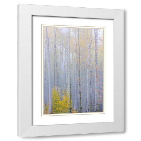 CO, Grand Mesa Composite of foggy aspen forest White Modern Wood Framed Art Print with Double Matting by Paulson, Don