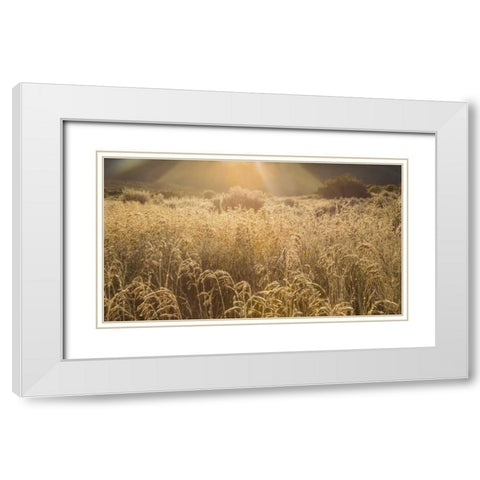 Colorado Sunlight on fall grasses White Modern Wood Framed Art Print with Double Matting by Paulson, Don