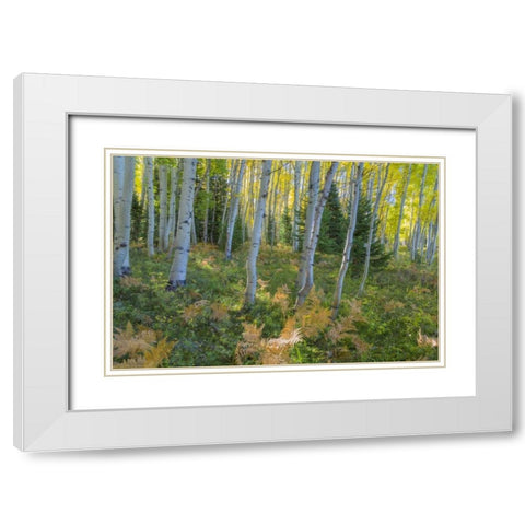 Colorado Scenic of aspen forest White Modern Wood Framed Art Print with Double Matting by Paulson, Don