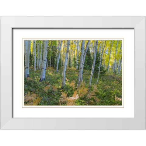 Colorado Scenic of aspen forest White Modern Wood Framed Art Print with Double Matting by Paulson, Don