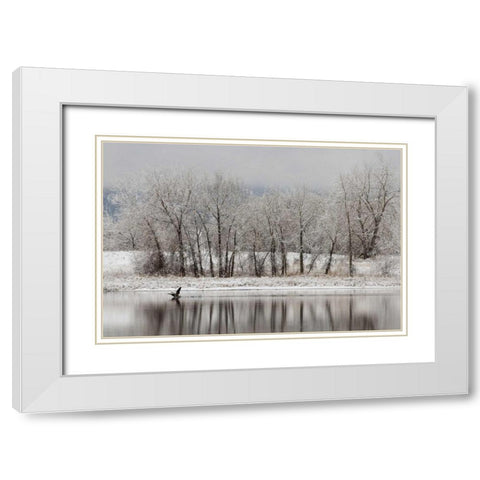 CO, Boulder Canadian geese taking flight White Modern Wood Framed Art Print with Double Matting by Bush, Marie