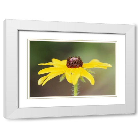 USA, Colorado, Boulder Sunflower close-up White Modern Wood Framed Art Print with Double Matting by Bush, Marie