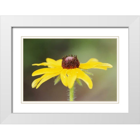 USA, Colorado, Boulder Sunflower close-up White Modern Wood Framed Art Print with Double Matting by Bush, Marie