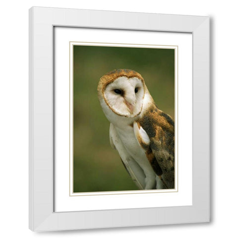 CO, Broomfield Portrait of a Barn owl White Modern Wood Framed Art Print with Double Matting by Bush, Marie