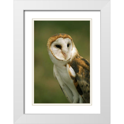 CO, Broomfield Portrait of a Barn owl White Modern Wood Framed Art Print with Double Matting by Bush, Marie