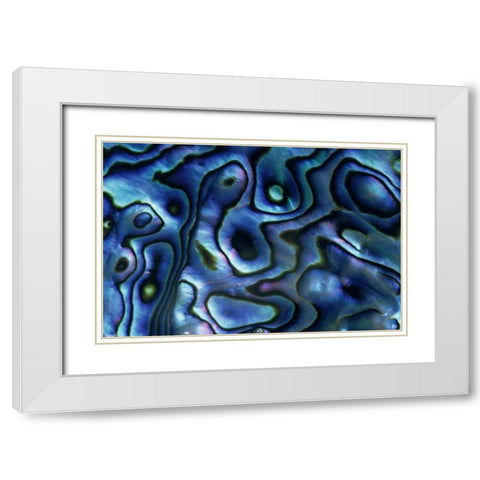 USA, Colorado, Lafayette Abalone shell close-up White Modern Wood Framed Art Print with Double Matting by Bush, Marie