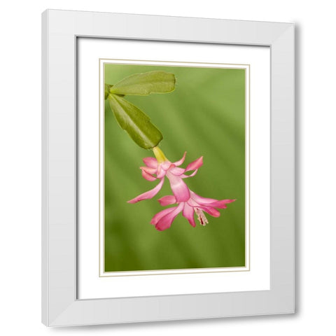 Colorado, Lafayette Christmas cactus flower White Modern Wood Framed Art Print with Double Matting by Bush, Marie