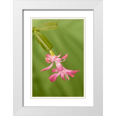 Colorado, Lafayette Christmas cactus flower White Modern Wood Framed Art Print with Double Matting by Bush, Marie