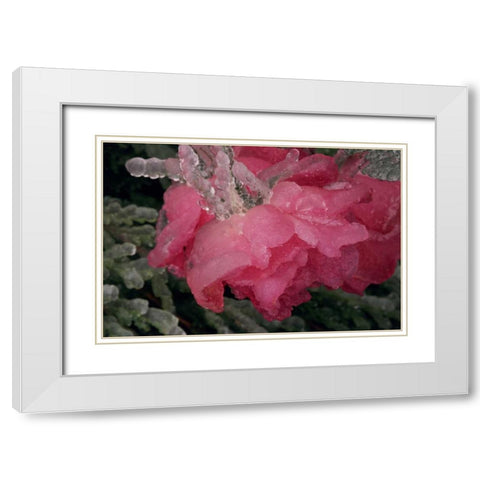 USA, Colorado, Lafayette Ice on pink rose White Modern Wood Framed Art Print with Double Matting by Bush, Marie
