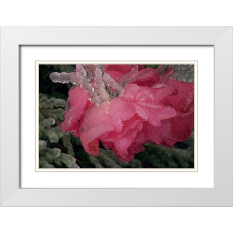 USA, Colorado, Lafayette Ice on pink rose White Modern Wood Framed Art Print with Double Matting by Bush, Marie