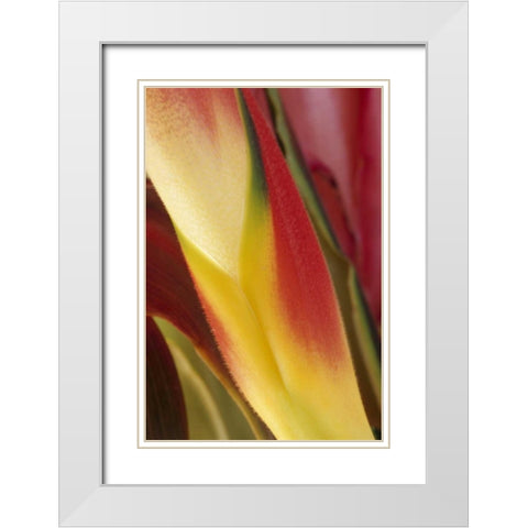 USA, Colorado, Lafayette, heliconia close-up White Modern Wood Framed Art Print with Double Matting by Bush, Marie
