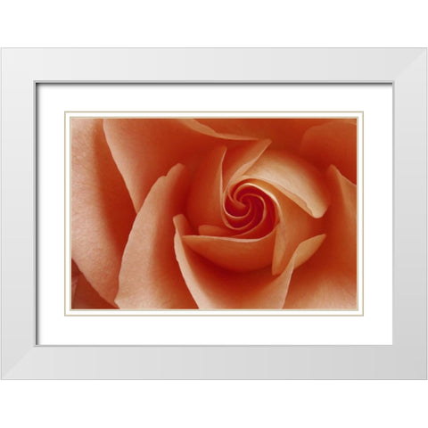 USA, Colorado, Lafayette Peach rose close-up White Modern Wood Framed Art Print with Double Matting by Bush, Marie
