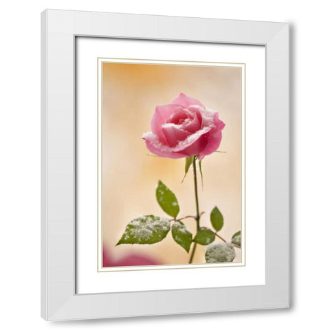 Colorado, Lafayette Snow flakes on pink rose White Modern Wood Framed Art Print with Double Matting by Bush, Marie
