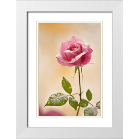 Colorado, Lafayette Snow flakes on pink rose White Modern Wood Framed Art Print with Double Matting by Bush, Marie