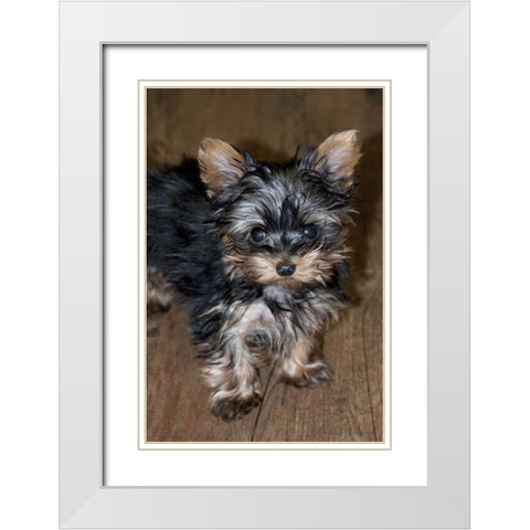 USA, Colorado, Longmont Mixed breed puppy White Modern Wood Framed Art Print with Double Matting by Bush, Marie