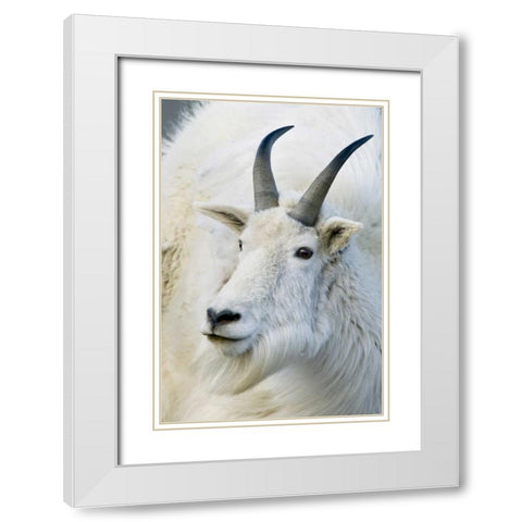 CO, Mount Evans Recreation Area Mountain goat White Modern Wood Framed Art Print with Double Matting by Bush, Marie