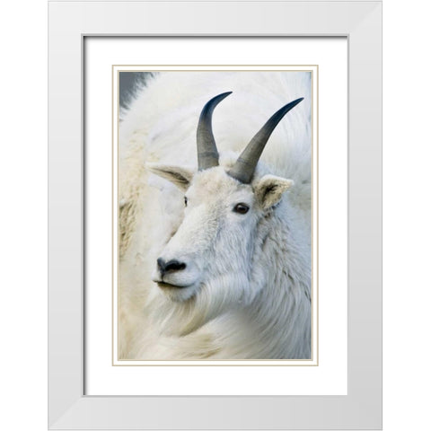 CO, Mount Evans Recreation Area Mountain goat White Modern Wood Framed Art Print with Double Matting by Bush, Marie