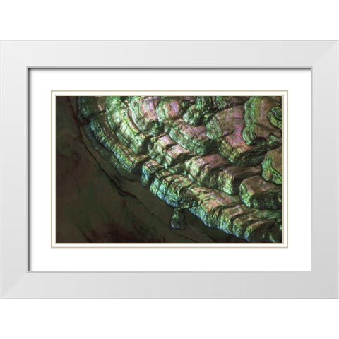 USA, Colorado, Lafayette Abalone shell close-up White Modern Wood Framed Art Print with Double Matting by Bush, Marie
