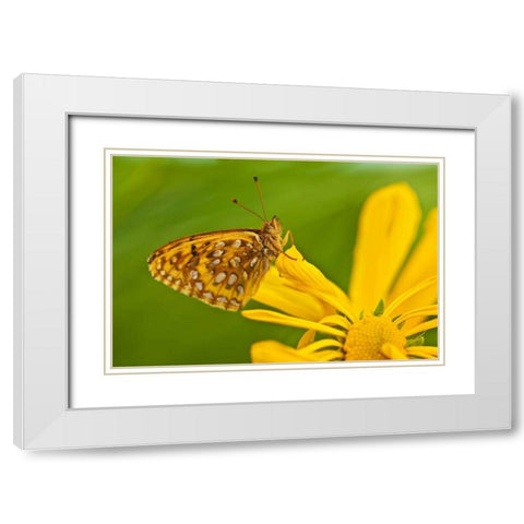 USA, Colorado Skipper butterfly on sunflower White Modern Wood Framed Art Print with Double Matting by Rotenberg, Nancy