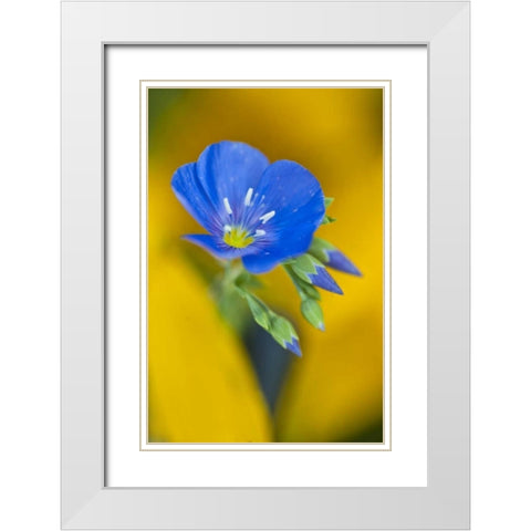 USA, Colorado Close-up of cranesbill geranium White Modern Wood Framed Art Print with Double Matting by Rotenberg, Nancy