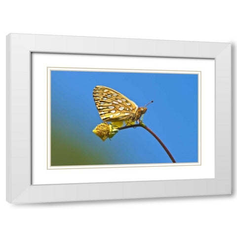 USA, Colorado Skipper butterfly on flower stem White Modern Wood Framed Art Print with Double Matting by Rotenberg, Nancy