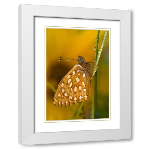 USA, Colorado Skipper butterfly on dewy grasses White Modern Wood Framed Art Print with Double Matting by Rotenberg, Nancy