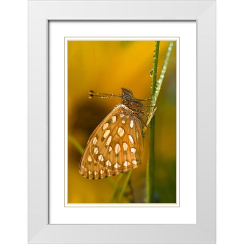 USA, Colorado Skipper butterfly on dewy grasses White Modern Wood Framed Art Print with Double Matting by Rotenberg, Nancy