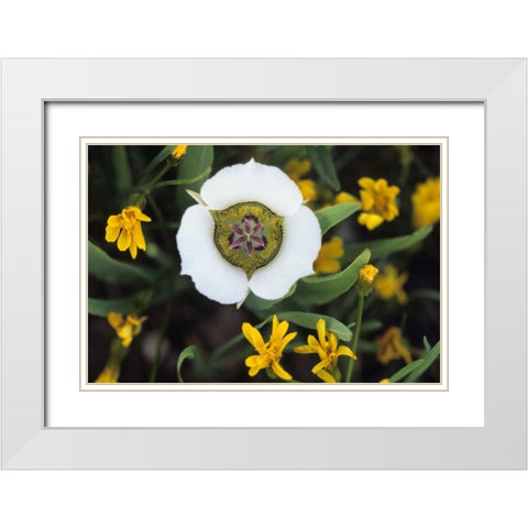 Colorado Mariposa tulip and mountain wildflowers White Modern Wood Framed Art Print with Double Matting by Rotenberg, Nancy