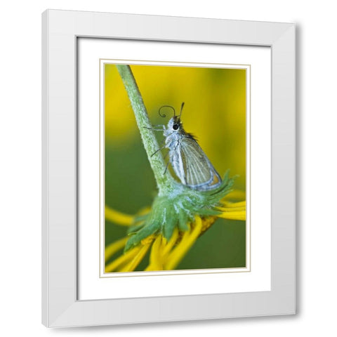 Colorado Skipper butterfly on sunflower White Modern Wood Framed Art Print with Double Matting by Rotenberg, Nancy