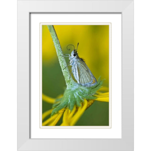 Colorado Skipper butterfly on sunflower White Modern Wood Framed Art Print with Double Matting by Rotenberg, Nancy