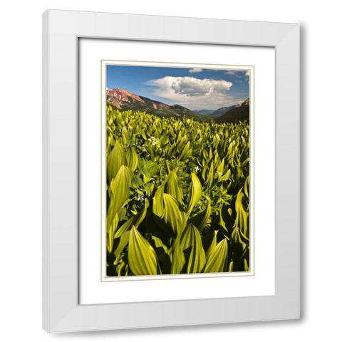 CO, Crested Butte Corn lily field and flowers White Modern Wood Framed Art Print with Double Matting by Rotenberg, Nancy