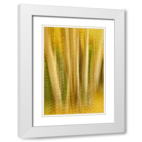 Colorado, San Juan Mountains Aspen tree abstract White Modern Wood Framed Art Print with Double Matting by Bush, Marie