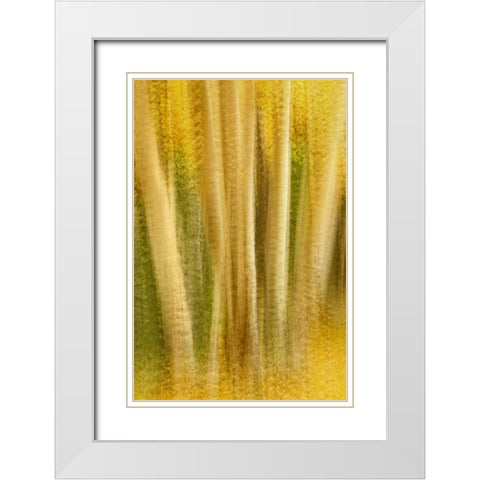Colorado, San Juan Mountains Aspen tree abstract White Modern Wood Framed Art Print with Double Matting by Bush, Marie