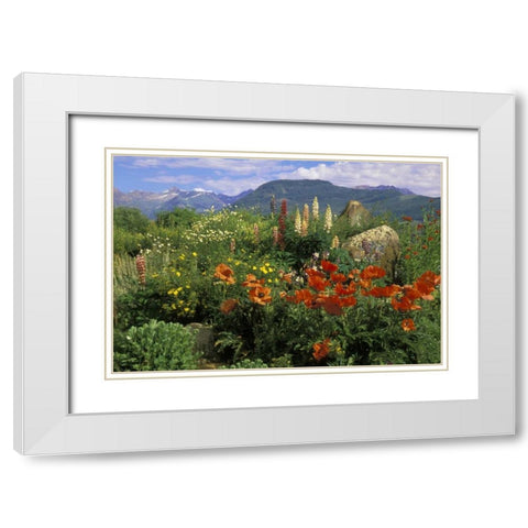 CO, Crested Butte Wildflowers in mountain garden White Modern Wood Framed Art Print with Double Matting by Rotenberg, Nancy