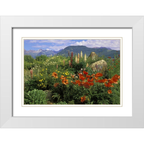 CO, Crested Butte Wildflowers in mountain garden White Modern Wood Framed Art Print with Double Matting by Rotenberg, Nancy