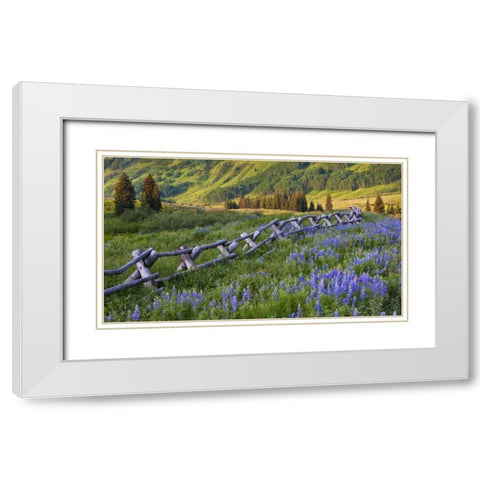 Colorado Lupines and split rail fence in meadow White Modern Wood Framed Art Print with Double Matting by Rotenberg, Nancy
