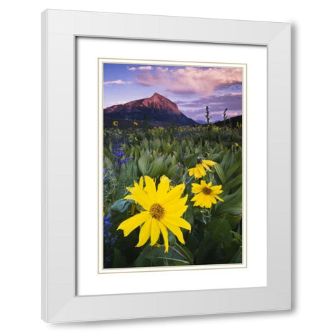 CO, Mt Crested Butte Meadow flowers at sunset White Modern Wood Framed Art Print with Double Matting by Rotenberg, Nancy