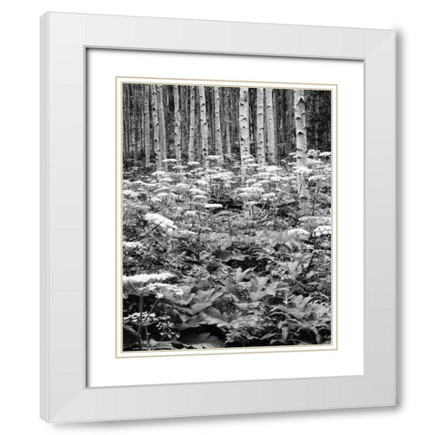 CO, Rocky Mts Cow parsnip grows in aspen grove White Modern Wood Framed Art Print with Double Matting by Flaherty, Dennis