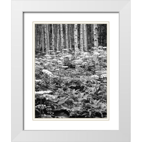 CO, Rocky Mts Cow parsnip grows in aspen grove White Modern Wood Framed Art Print with Double Matting by Flaherty, Dennis