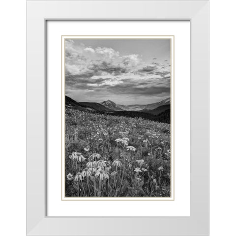 Colorado, Crested Butte flowers cover hillside White Modern Wood Framed Art Print with Double Matting by Flaherty, Dennis
