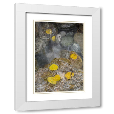 Colorado, Pike NF Aspen leaves on icy rocks White Modern Wood Framed Art Print with Double Matting by Grall, Don