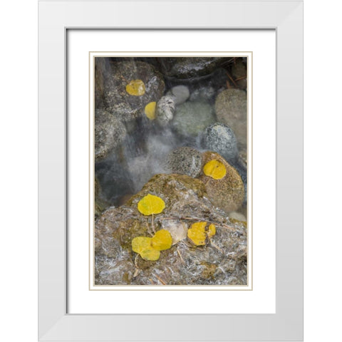 Colorado, Pike NF Aspen leaves on icy rocks White Modern Wood Framed Art Print with Double Matting by Grall, Don