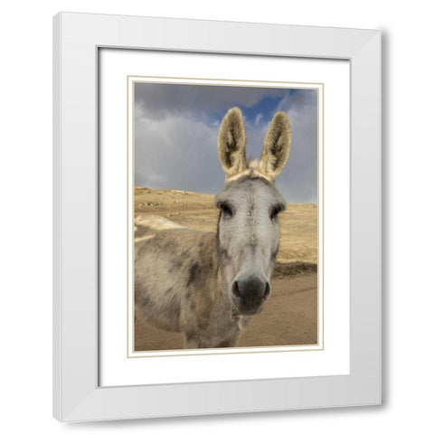 USA, Colorado, South Park Close-up of wild burro White Modern Wood Framed Art Print with Double Matting by Grall, Don
