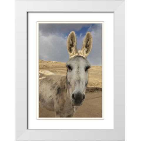 USA, Colorado, South Park Close-up of wild burro White Modern Wood Framed Art Print with Double Matting by Grall, Don