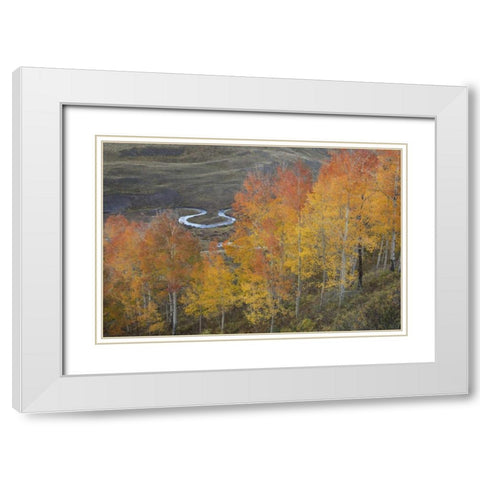 CO, Gunnison NF Aspen grove at peak autumn color White Modern Wood Framed Art Print with Double Matting by Grall, Don