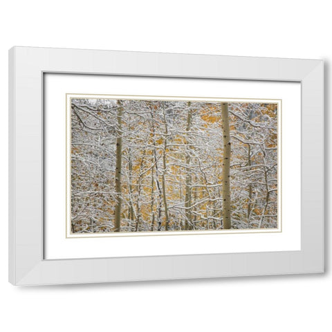 Colorado, San Juan Mountains Snow on aspen trees White Modern Wood Framed Art Print with Double Matting by Grall, Don