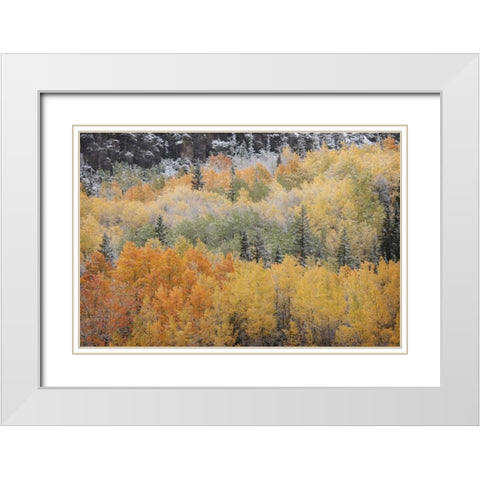 Colorado, San Juan Mts Aspens after snowstorm White Modern Wood Framed Art Print with Double Matting by Grall, Don