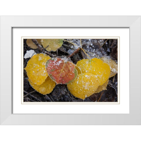 CO, Uncompahgre NF Frozen water on aspen leaves White Modern Wood Framed Art Print with Double Matting by Grall, Don